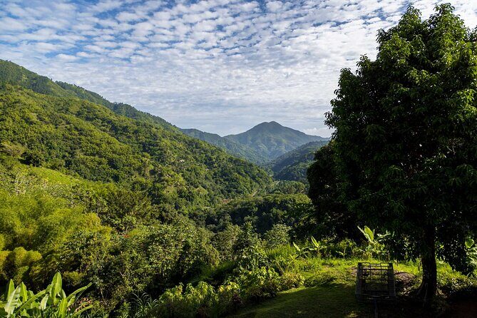 Blue Mountain Highlights - Flora, fauna, and culture: what your guide helps you notice