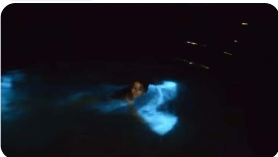 Luminous Lagoon Experience: Ocho Rios Runaway Bay & Falmouth - Timing: how the lunar calendar affects what you’ll see