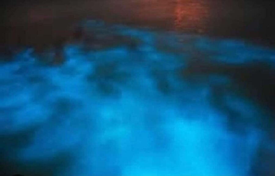 Luminous lagoon : Night Tour from Ocho Rios and Runaway Bay - Key things to know before you go