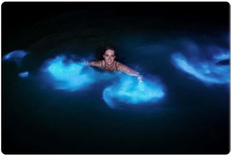 Luminous lagoon : Night Tour from Ocho Rios and Runaway Bay - The glow depends on the night sky: plan around moon and rain