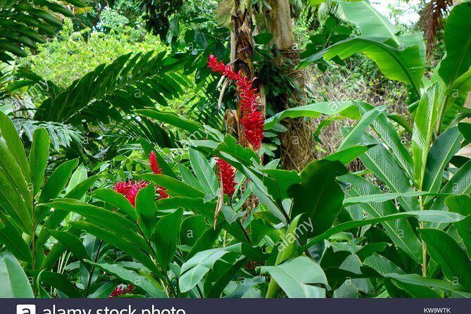 Private Tour From Ocho Rios To Konoko Falls And Garden and Shopping - The guided garden walk: better photos, less guesswork