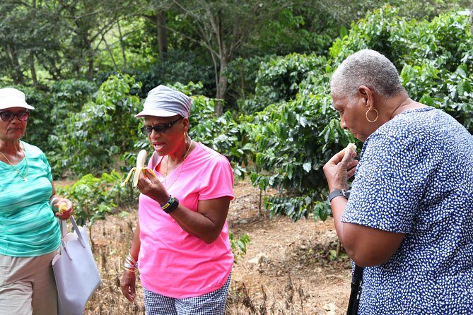 Taste of Jamaica Farm Cookout - Stop 1 at Traversejamaica Tours: a 10-acre organic farm with farmers leading